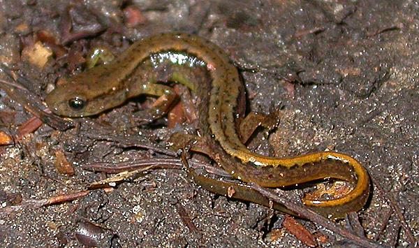 Northern Two-lined Salamander (Eurycea bislineata)