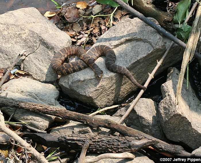 Northern Water Snake (Nerodia sipedon)