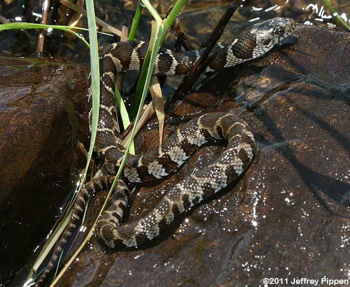 Northern Water Snake (Nerodia sipedon)
