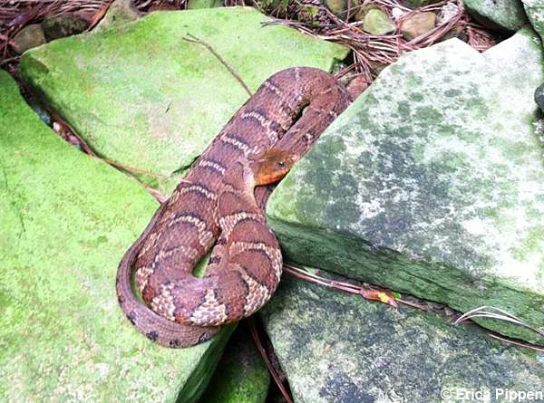 Northern Water Snake (Nerodia sipedon)