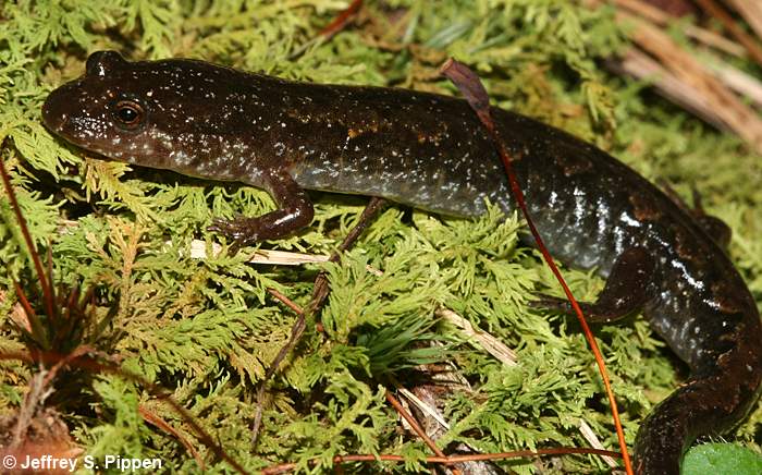 Ocoee Salamander (Desmognathus ocoee)