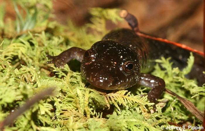 Ocoee Salamander (Desmognathus ocoee)