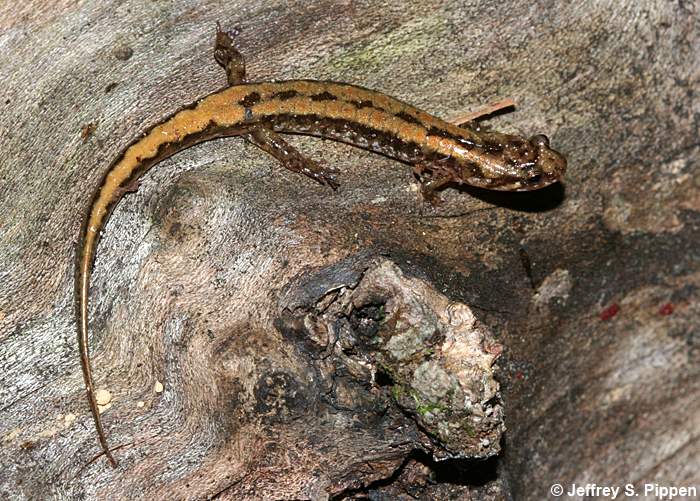 Ocoee Salamander (Desmognathus ocoee)