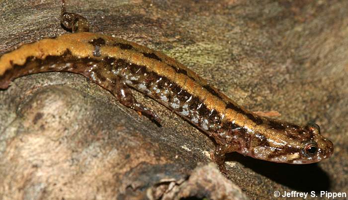 Ocoee Salamander (Desmognathus ocoee)