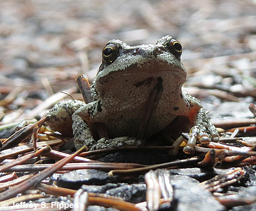 Pacific Treefrog (Pseudacris regilla)