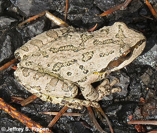 Pacific Treefrog (Pseudacris regilla)