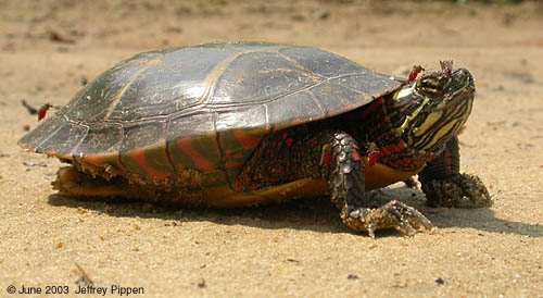 Eastern Painted Turtle (Chrysemys picta)