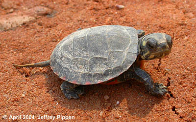 Eastern Painted Turtle (Chrysemys picta)