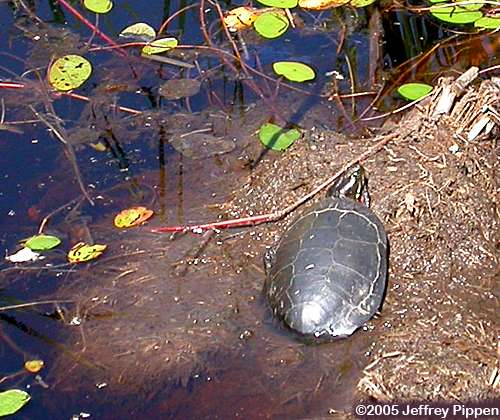Eastern Painted Turtle (Chrysemys picta)