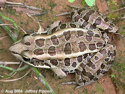 Pickerel Frog (Rana palustris)