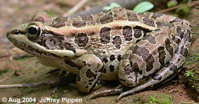 Pickerel Frog (Rana palustris)