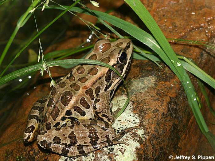 Pickerel Frog (Rana palustris)