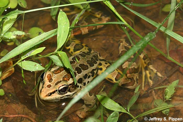 Pickerel Frog (Rana palustris)