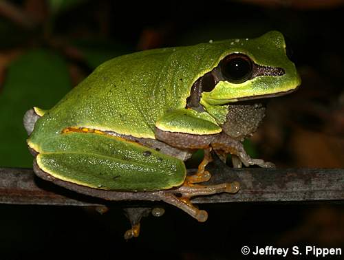 Pine Barrens Treefrog (Hyla andersonii)