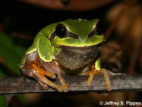 Pine Barrens Treefrog (Hyla andersonii)