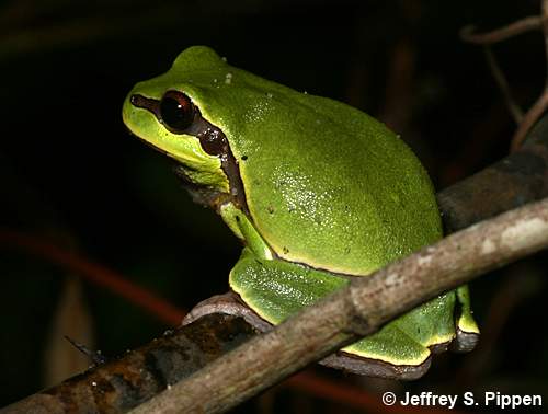 Pine Barrens Treefrog (Hyla andersonii)