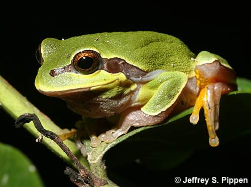 Pine Barrens Treefrog (Hyla andersonii)