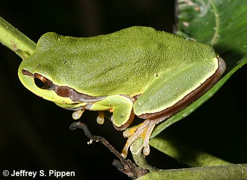 Pine Barrens Treefrog (Hyla andersonii)