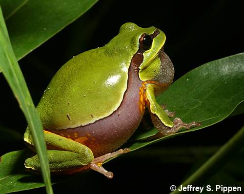 Pine Barrens Treefrog (Hyla andersonii)