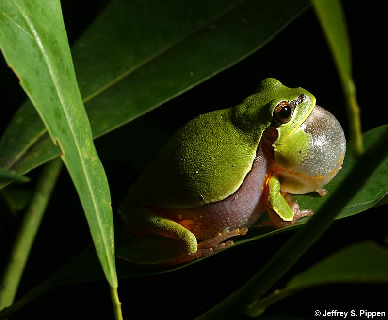 Pine Barrens Treefrog (Hyla andersonii)