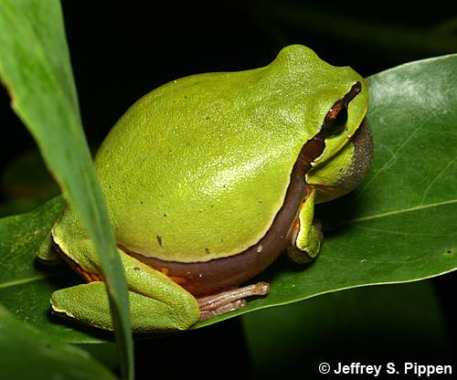 Pine Barrens Treefrog (Hyla andersonii)