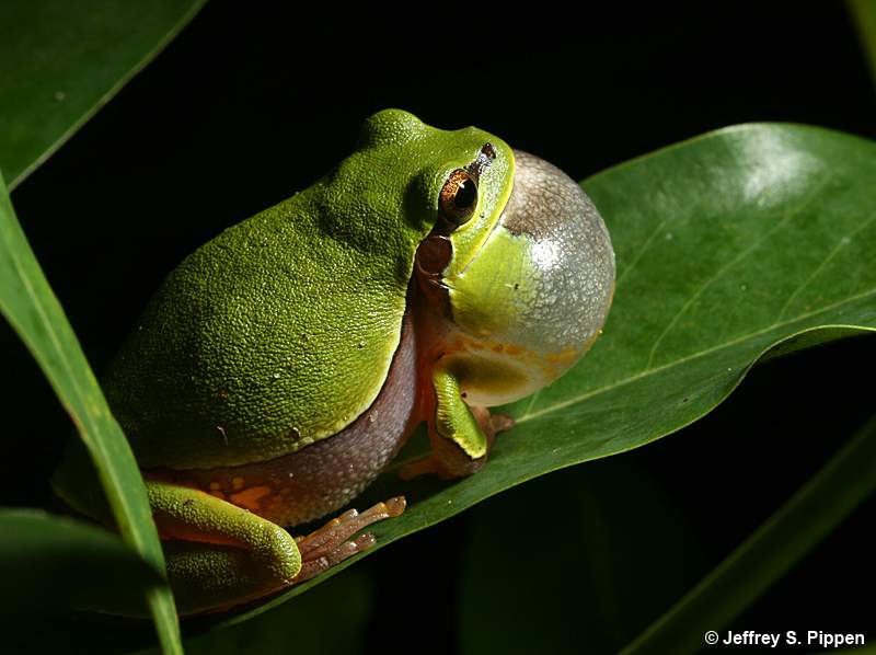 Pine Barrens Treefrog (Hyla andersonii)