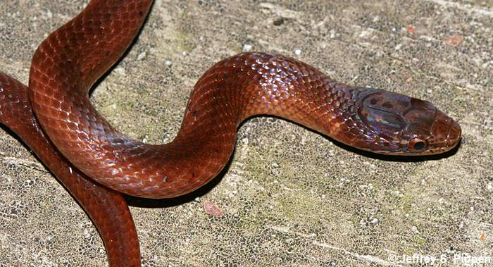 Pine Woods Snake (Rhadinaea flavilata)