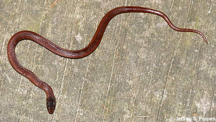 Pine Woods Snake (Rhadinaea flavilata)