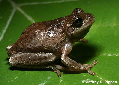 Pine Woods Treefrog (Hyla femoralis)