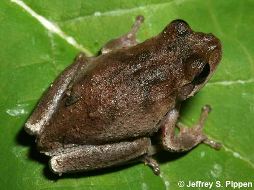 Pine Woods Treefrog (Hyla femoralis)