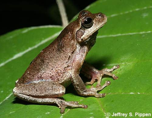 Pine Woods Treefrog (Hyla femoralis)