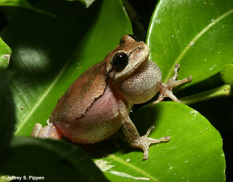 Pine Woods Treefrog (Hyla femoralis)