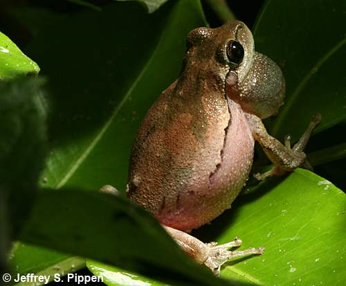 Pine Woods Treefrog (Hyla femoralis)