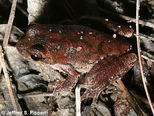 Pine Woods Treefrog (Hyla femoralis)