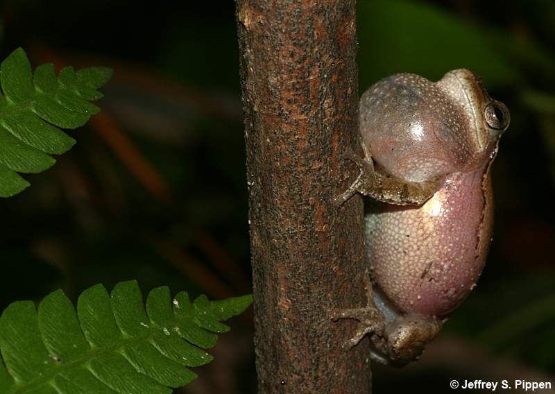 Pine Woods Treefrog (Hyla femoralis)