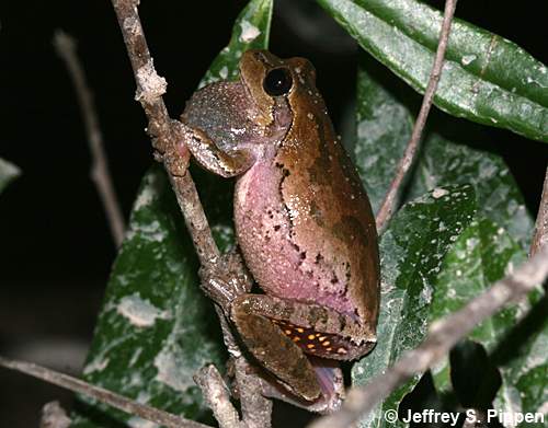 Pine Woods Treefrog (Hyla femoralis)
