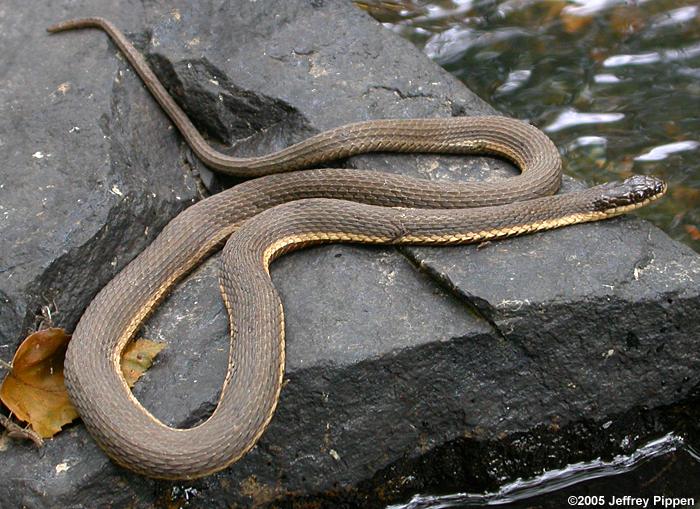 Queen Snake (Regina septemvittata)