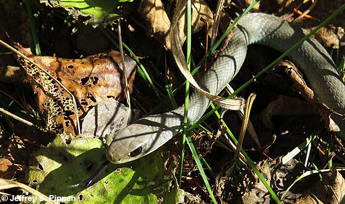 Western Yellow-bellied Racer (Coluber constrictor mormon)