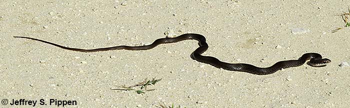 Everglades Racer (Coluber constrictor paludicola)