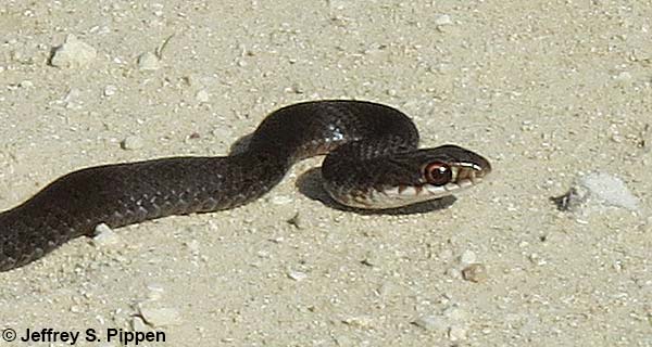 Everglades Racer (Coluber constrictor paludicola)