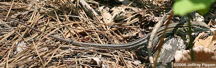 Six-lined Racerunner (Cnemidophorus sexlineatus sexlineatus)