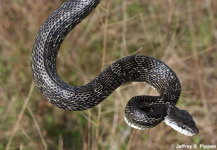 Rat Snake (Elaphe obsoleta)
