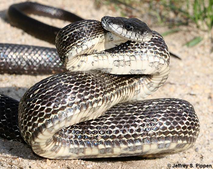 Rat Snake (Elaphe obsoleta)