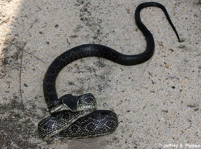 Rat Snake (Elaphe obsoleta)