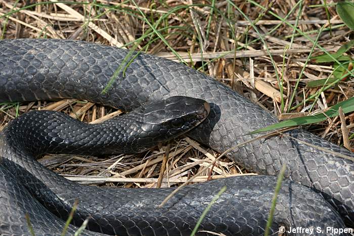 Rat Snake (Elaphe obsoleta)