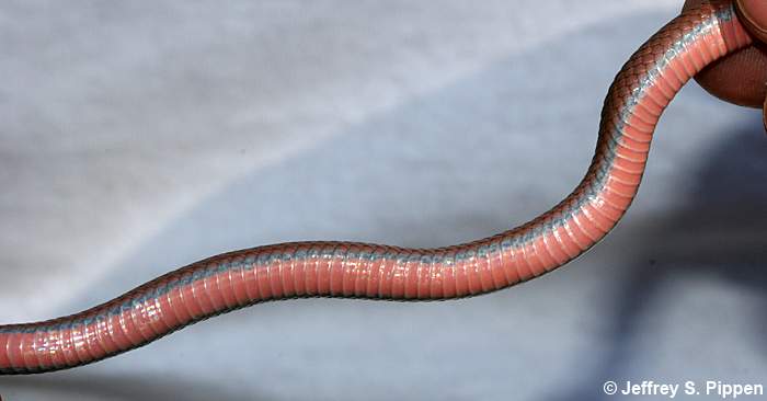 Red-bellied Snake (Storeria occipitomaculata)