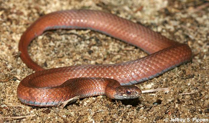 Red-bellied Snake (Storeria occipitomaculata)