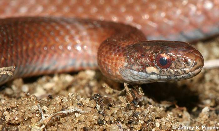 Red-bellied Snake (Storeria occipitomaculata)