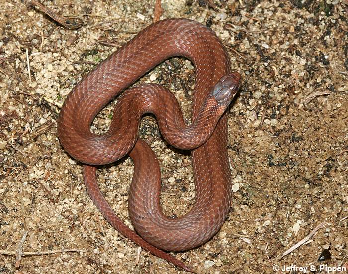 Red-bellied Snake (Storeria occipitomaculata)