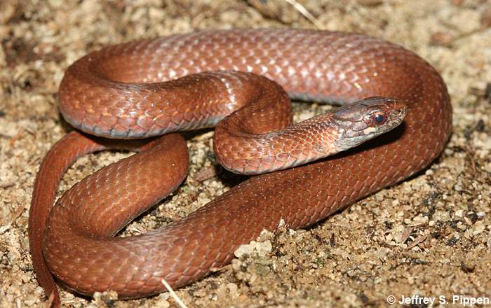 Red-bellied Snake (Storeria occipitomaculata)